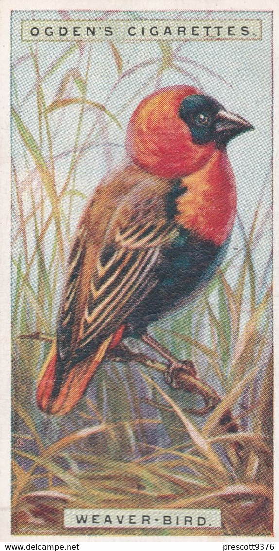 49 Weaver Bird - Foreign Birds 1924 - Ogdens  Cigarette Card - Original - Wildlife - Ogden's