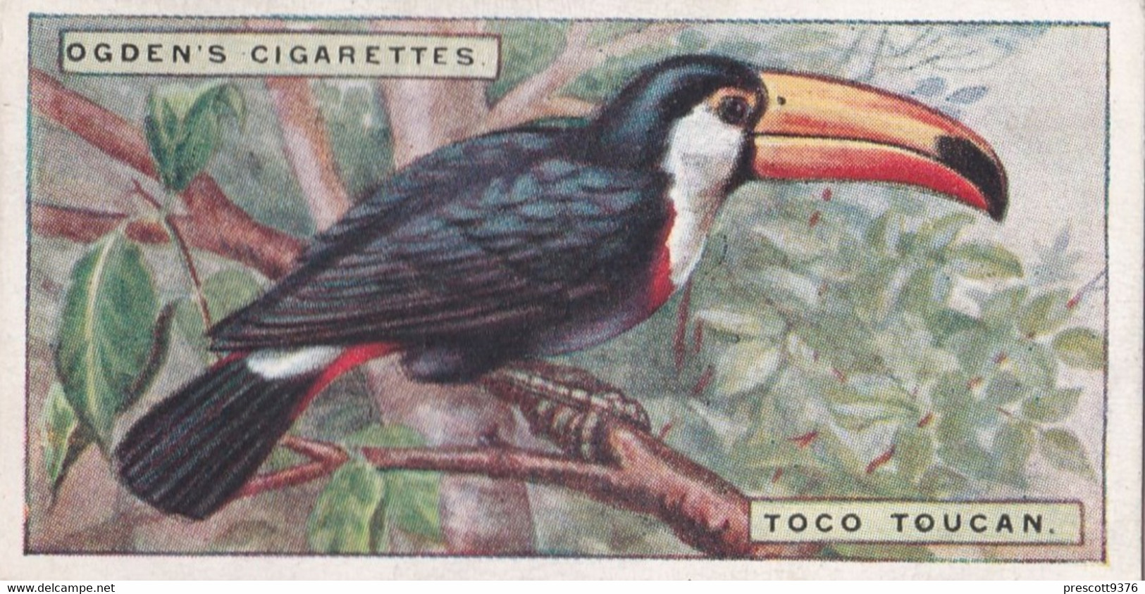 45 Toco Toucan - Foreign Birds 1924 - Ogdens  Cigarette Card - Original - Wildlife - Ogden's