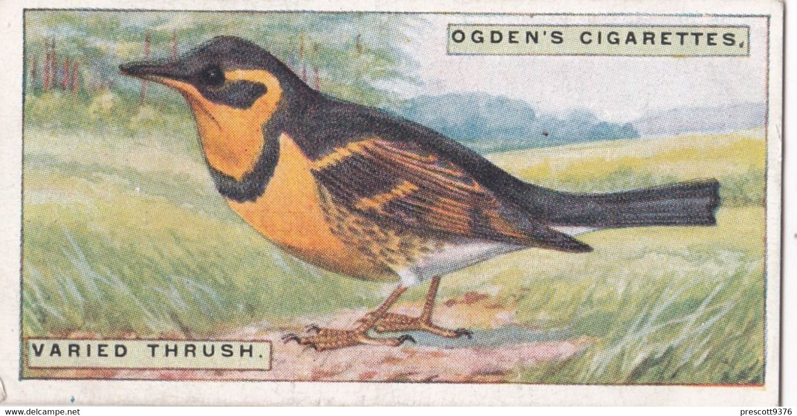 43 Varied Thrush - Foreign Birds 1924 - Ogdens  Cigarette Card - Original - Wildlife - Ogden's