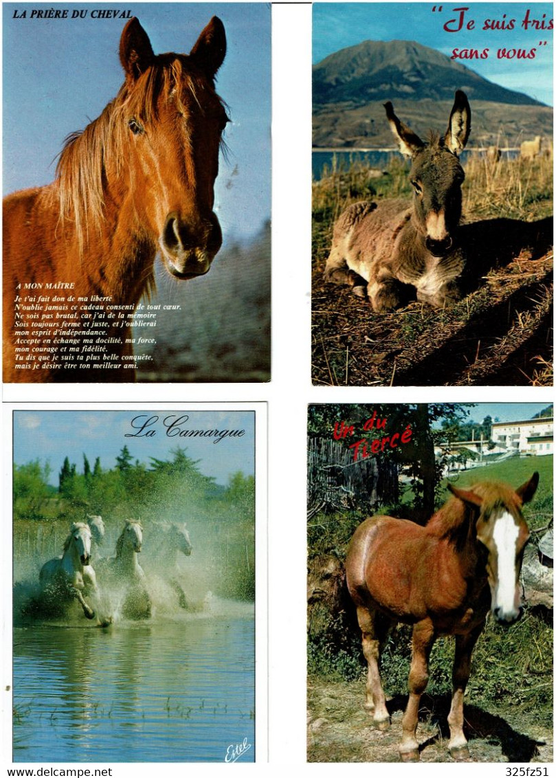 CHEVAUX - ÂNES / Lot De 90 C.P.M. écrites - 5 - 99 Postcards