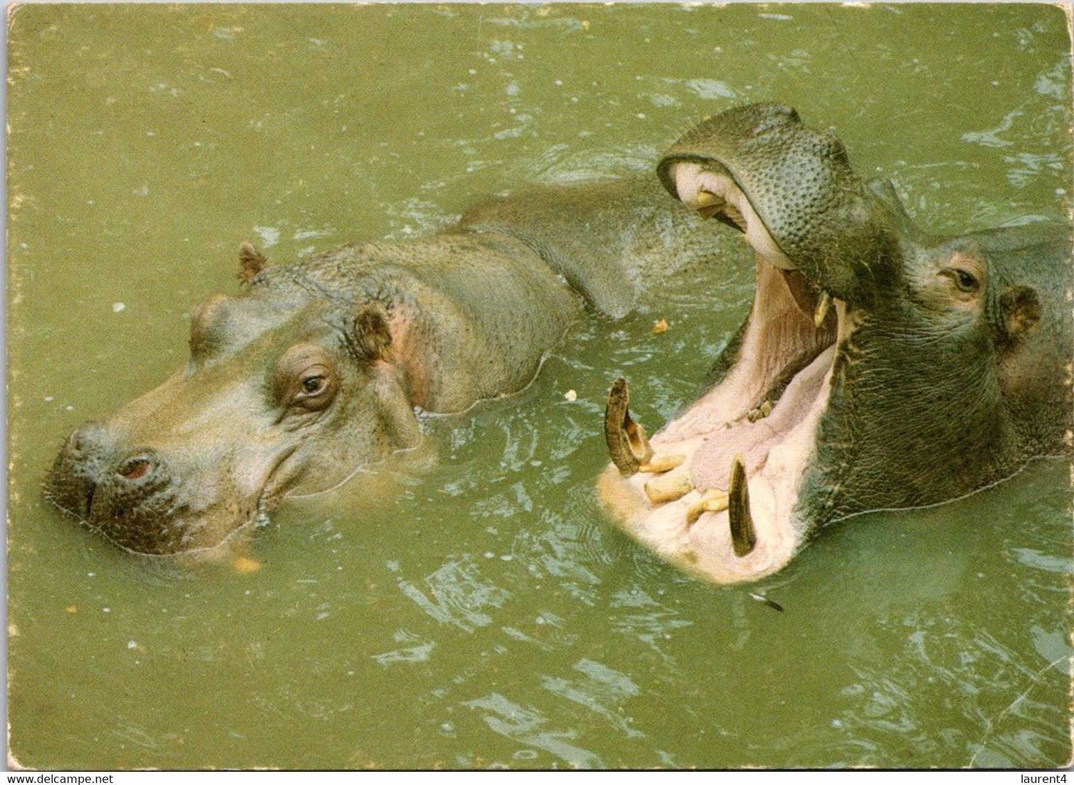 (2 A 25) Hippopotamus - Hippopotames