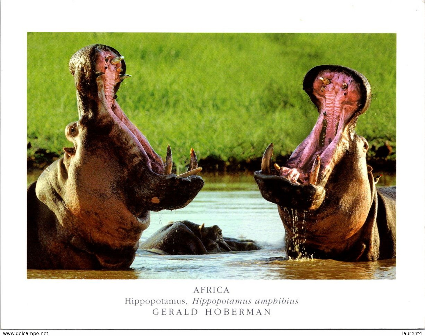 (2 A 25) Hippopotamus - Ippopotami