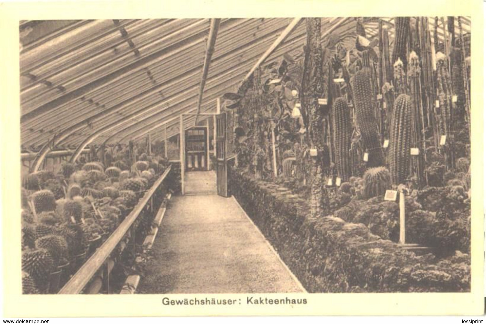 Germany:Berlin, Dahlem Royal Botanic Garden, Cactus House, Pre 1940 - Steglitz