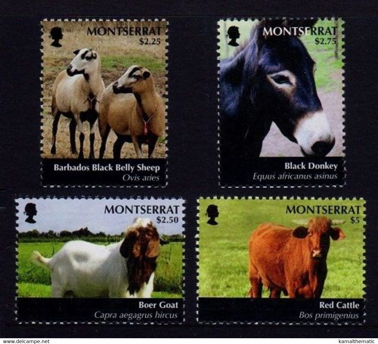 Black Donkey, Barbado Black Belly Sheep, Boer Goat, Montserrat 2011 MNH 4v - Donkeys