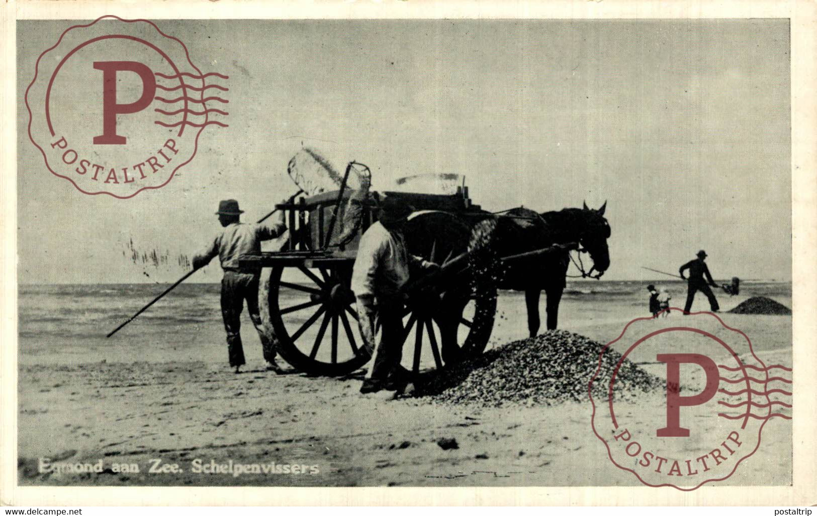 Fischerei Muscheln Egmond Aam Zee Schelpenvissers Pferdewagen SCHELPENVISSCHER VISSERS FISHING PECHE PECHEUR - Egmond Aan Zee