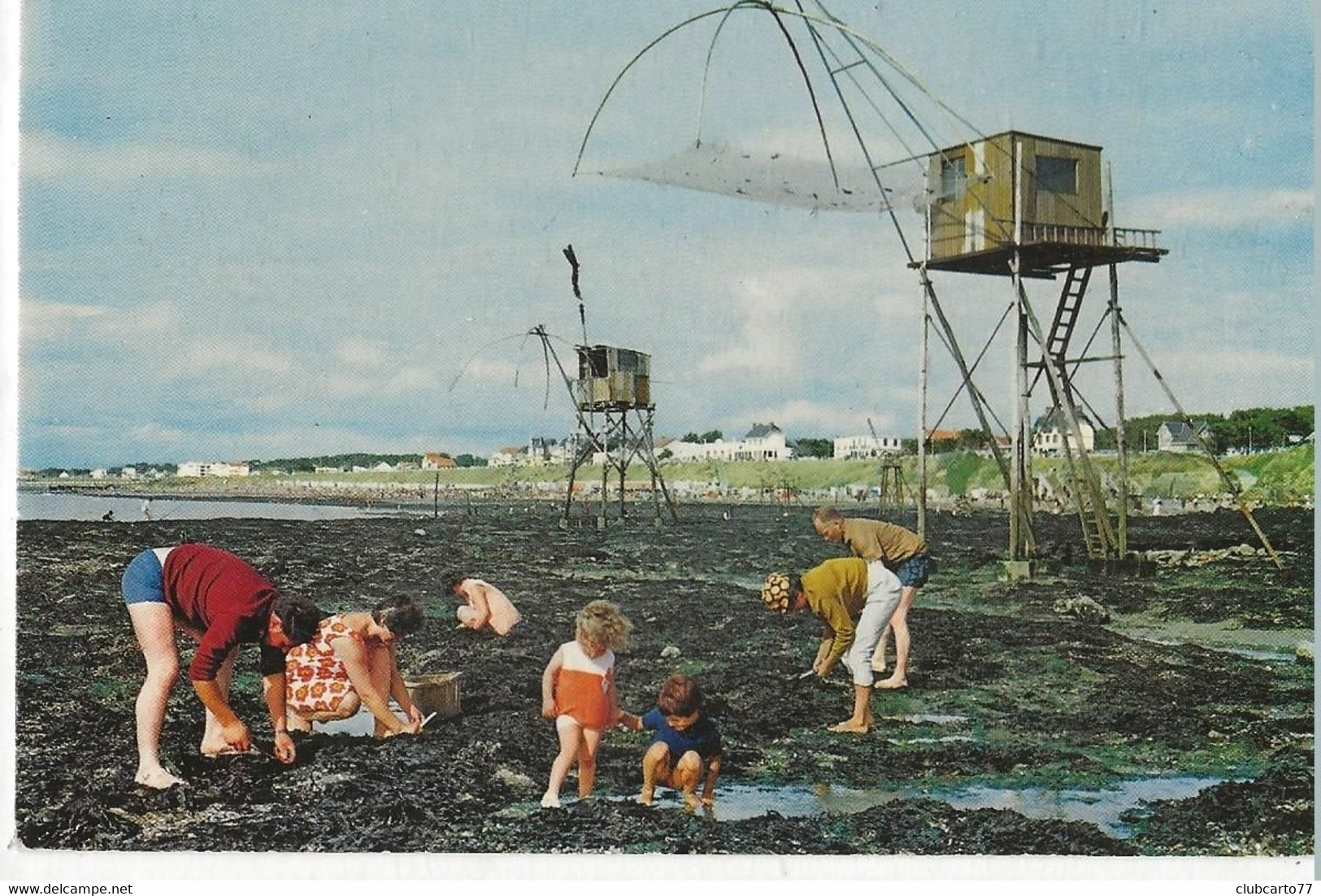 Saint-Michel-Chef-Chef (44) : La Récolte Des Moules Sous Les Structures De La Pêche Au Carré En 1984 (animé) GF. - Saint-Michel-Chef-Chef