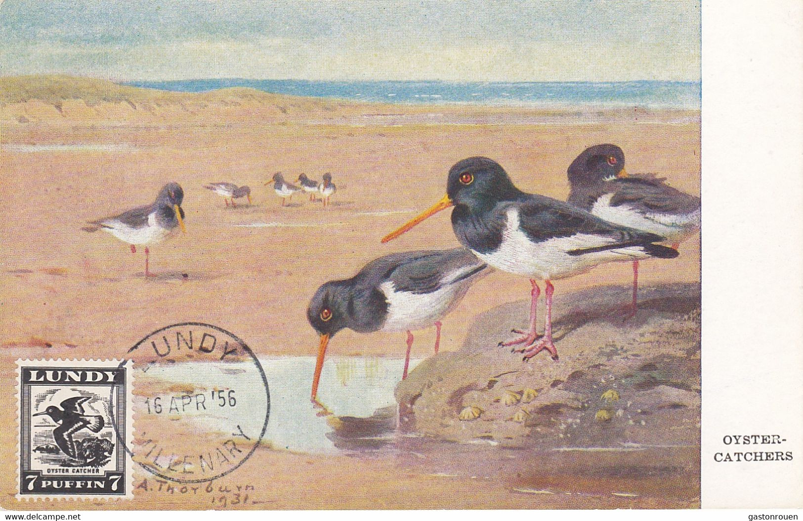 Carte Maximum Card Oiseau Bird Lundy 1956 Huitrier Pie Oyster Catcher - Europe (Other)