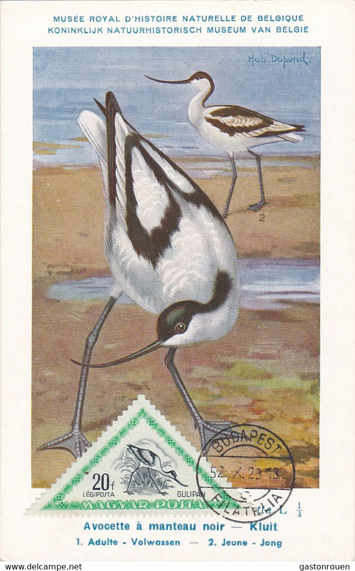 Carte Maximum Card Oiseau Bird Hongrie 1952 Avocette à Manteau Noir - Cartoline Maximum