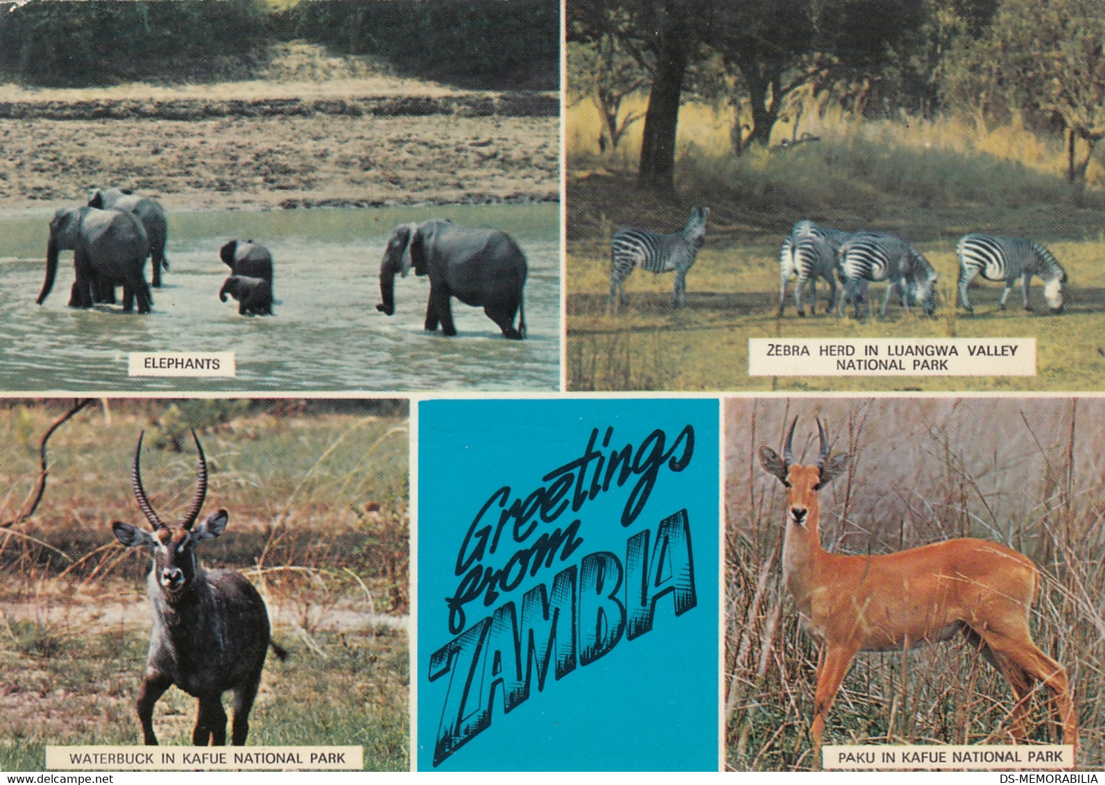 Zambia Luangwa National Park , Kafue National Park , Elephant Zebra Paku Waterbuck - Zambie