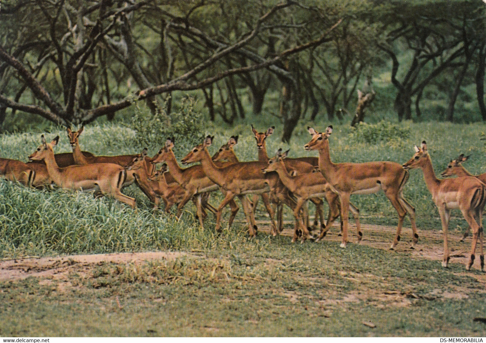 Zambia - Impala - Zambie