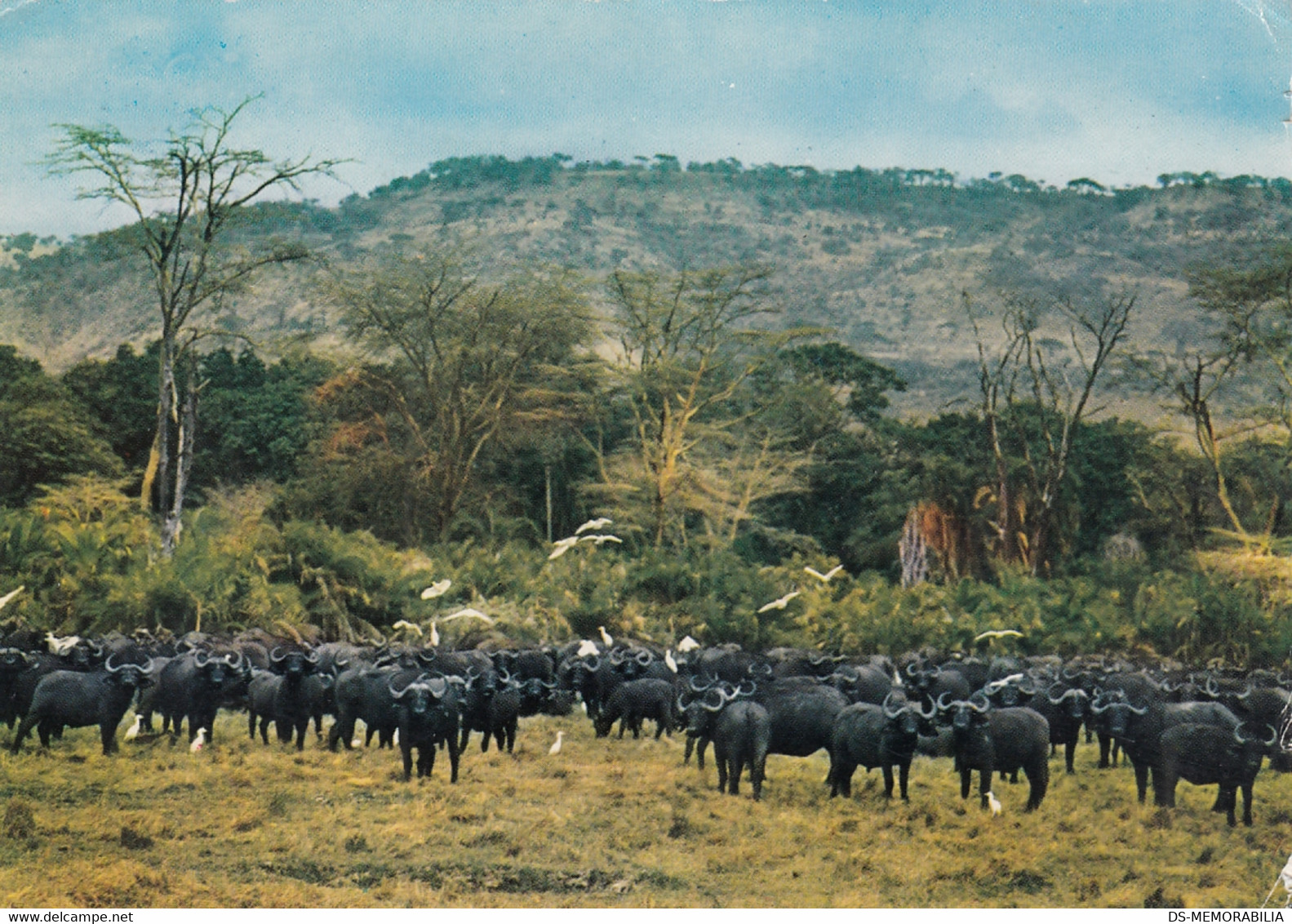 Zambia - Manyara Game Park , Buffalo Herd And Egrets 1969 Nice Stamp - Zambia