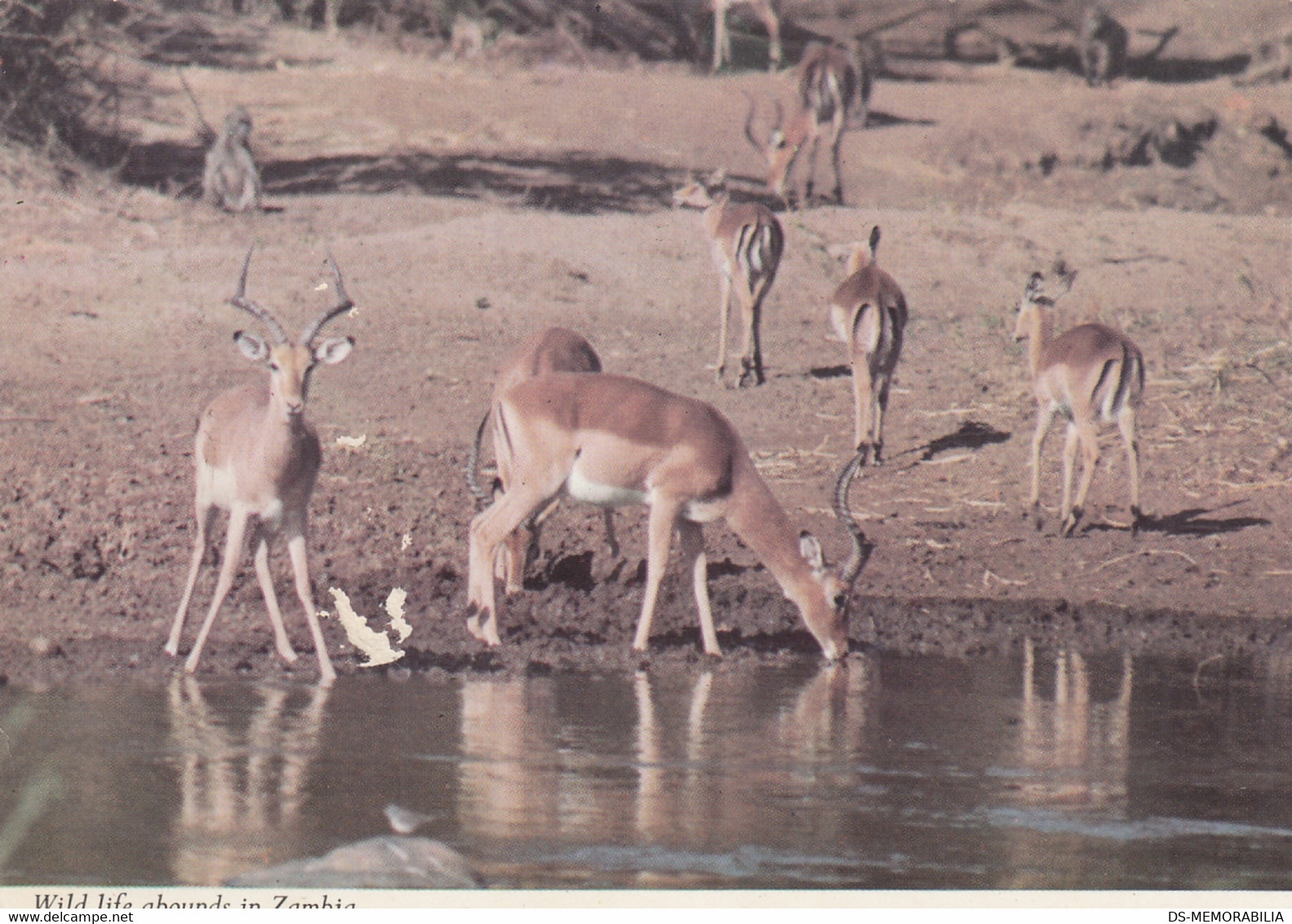 Zambia - Wildlife 1969 Nice Stamp - Zambia