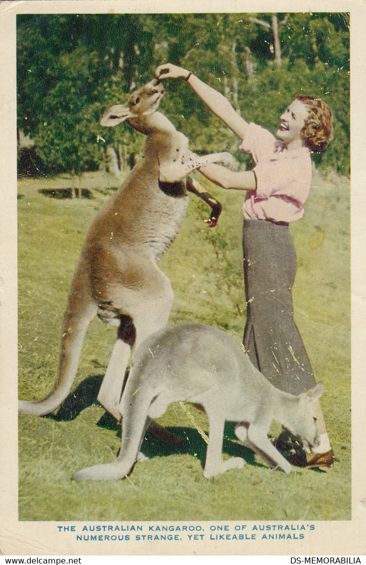 Australia - Kangaroo 1958 - Ohne Zuordnung