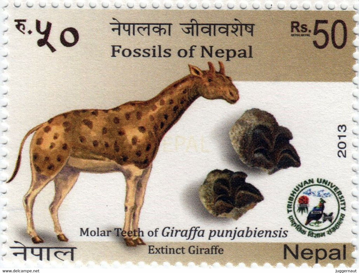 Prehistoric GIRAFFE Fossil STAMP 2013 NEPAL MnH - Giraffes