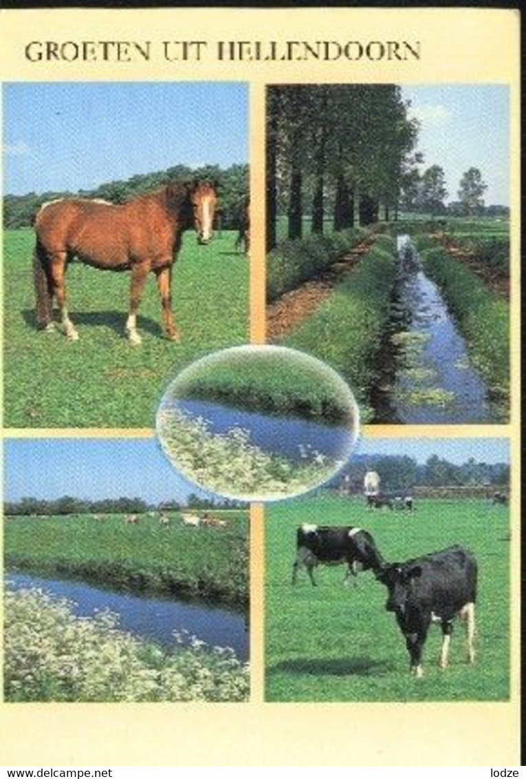 Nederland Holland Pays Bas Hellendoorn Met Paarden En Koeien - Hellendoorn