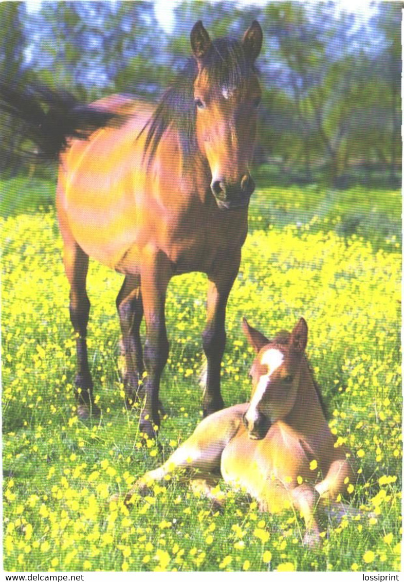 Horses, Standing Horse And Foal On Grass - Pferde