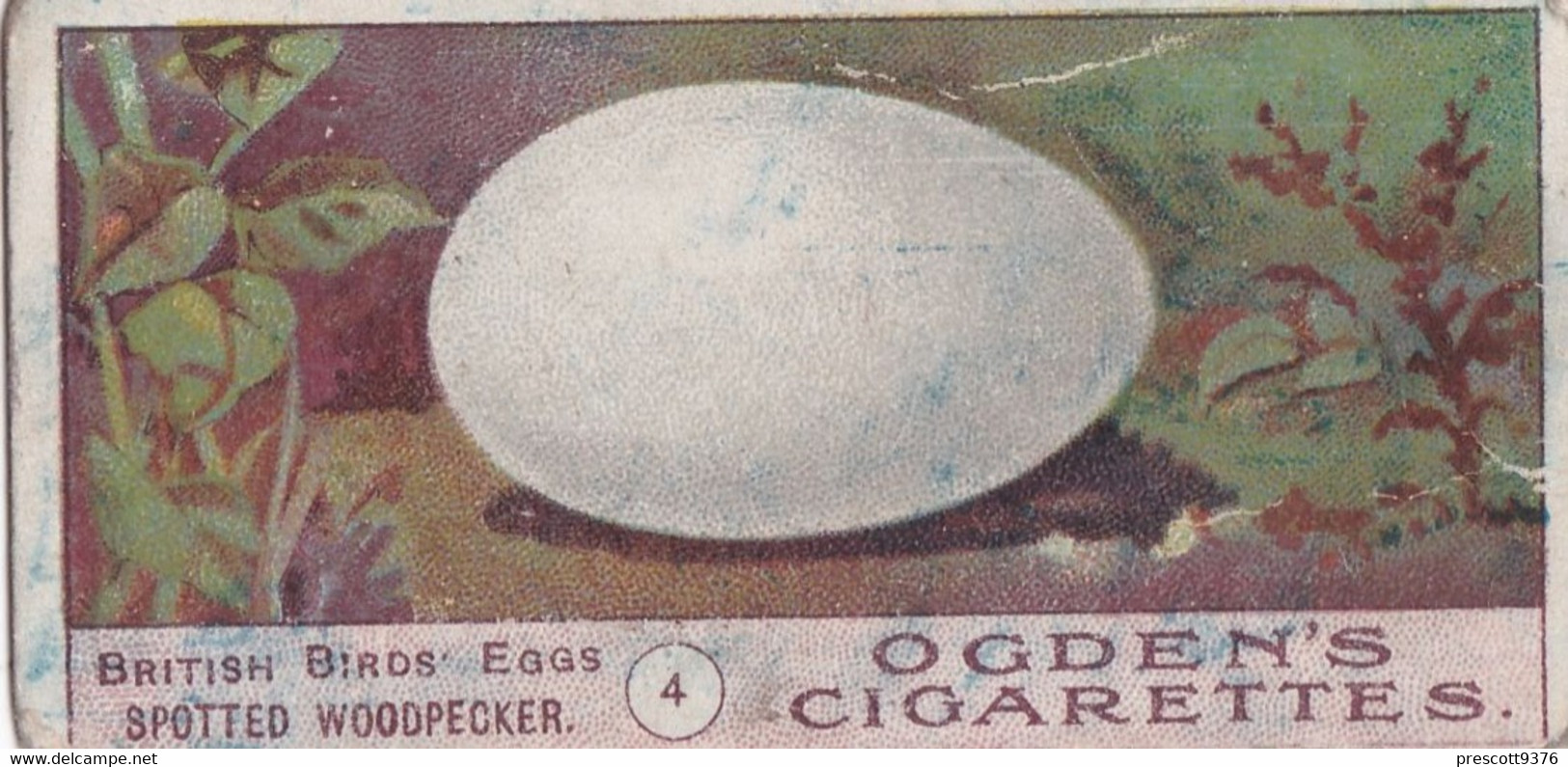 Birds Eggs 1908  - Ogdens  Cigarette Card - Original - Antique - 4 Spotted Woodpecker - Ogden's