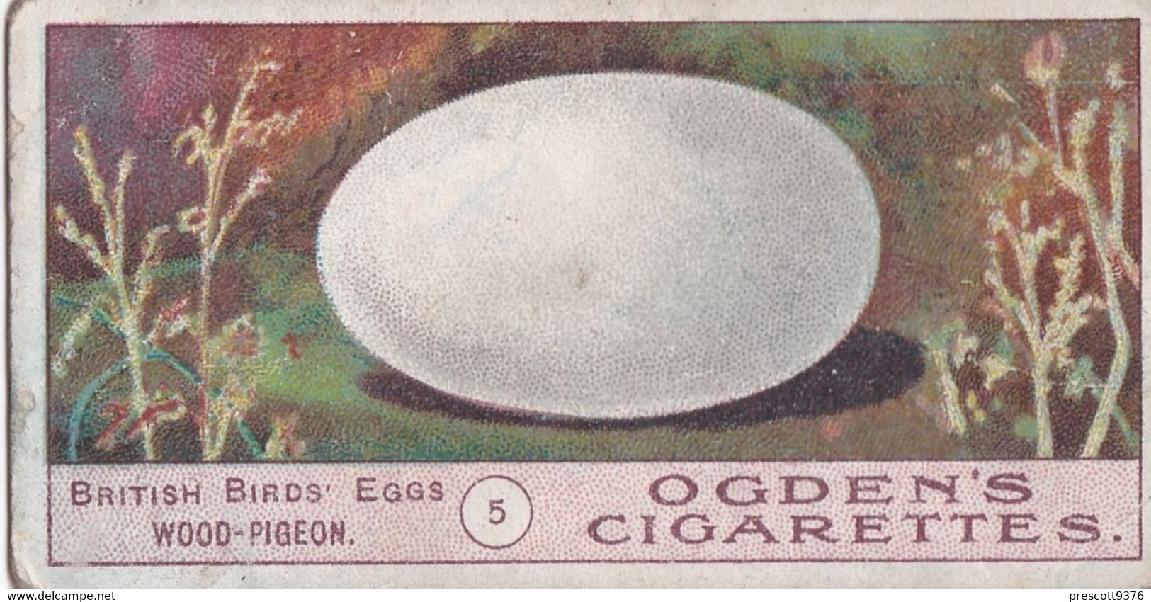 Birds Eggs 1908  - Ogdens  Cigarette Card - Original - Antique - 5 /wood Pigeon - Ogden's