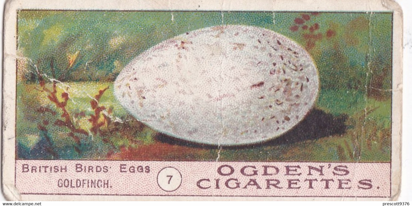 Birds Eggs 1908  - Ogdens  Cigarette Card - Original - Antique - 7 Goldfinch - Ogden's