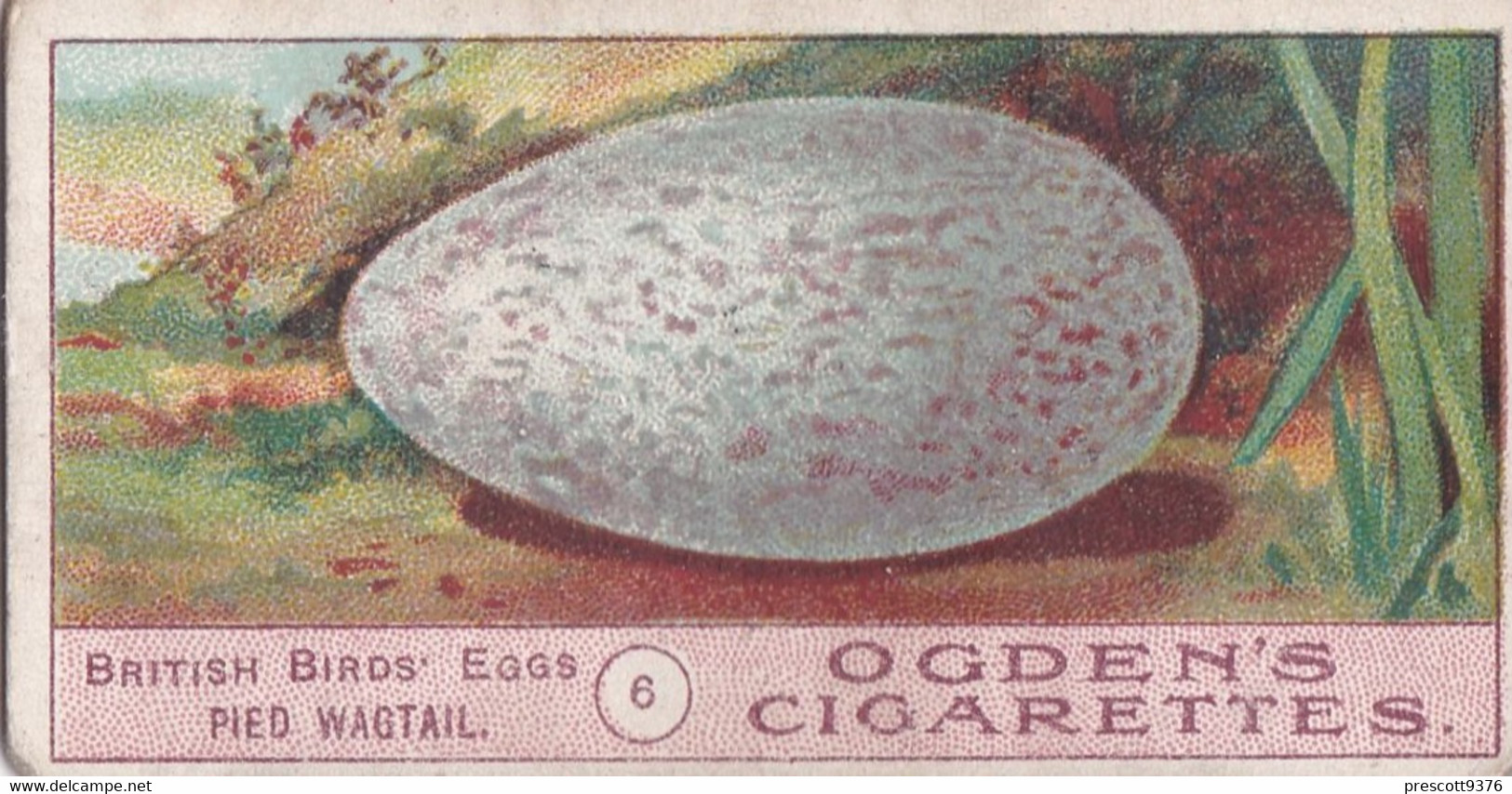 Birds Eggs 1908  - Ogdens  Cigarette Card - Original - Antique - 6 Pied Wagtail - Ogden's