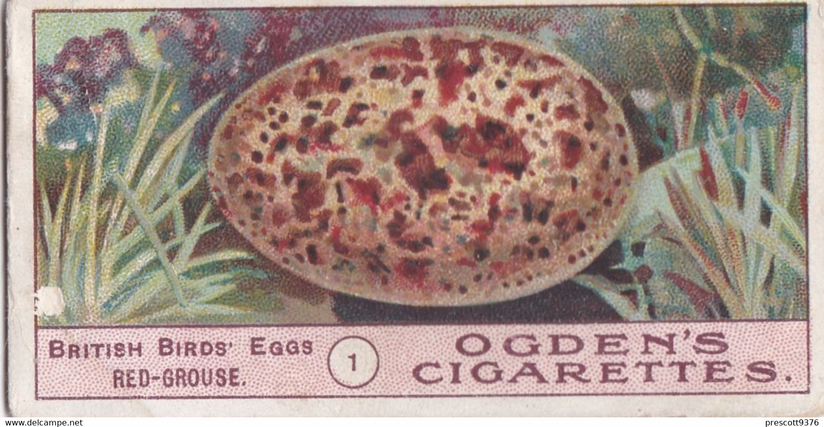 Birds Eggs 1908  - Ogdens  Cigarette Card - Original - Antique - 1 Red Grouse - Ogden's