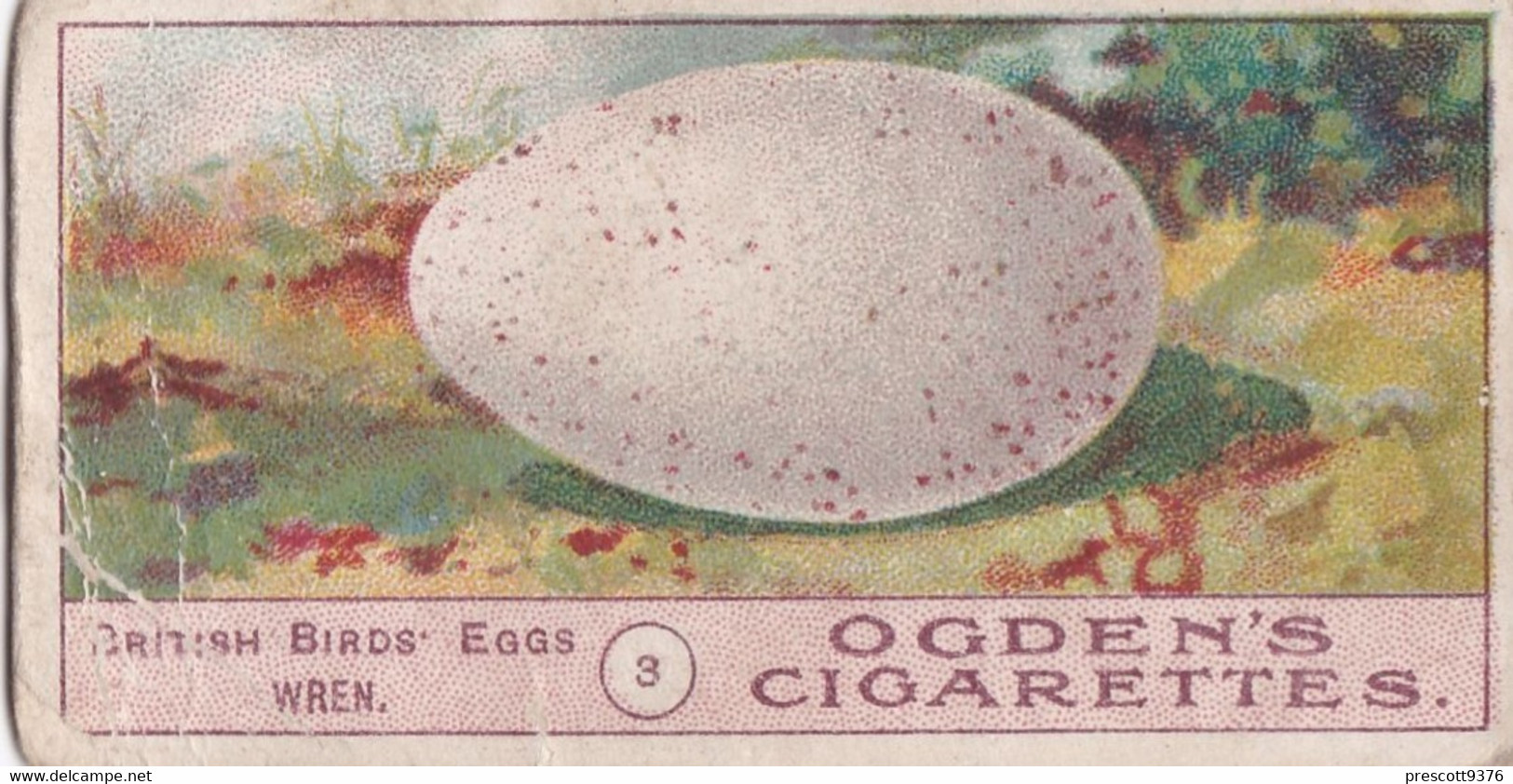 Birds Eggs 1908  - Ogdens  Cigarette Card - Original - Antique - 3 Wren - Ogden's
