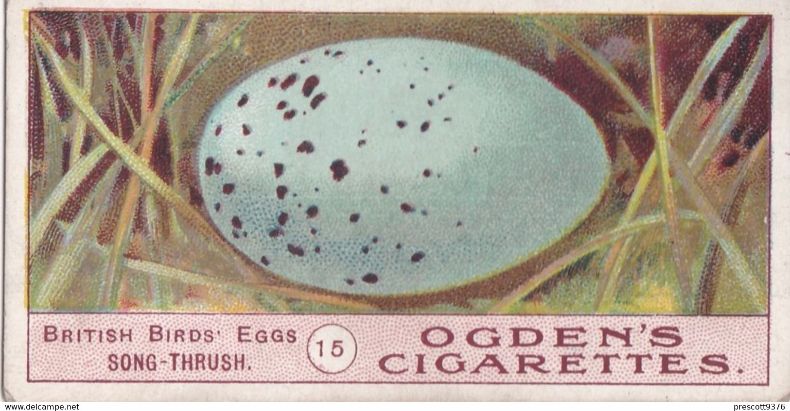 Birds Eggs 1908  - Ogdens  Cigarette Card - Original - Antique - 15 Song Thrush - Ogden's