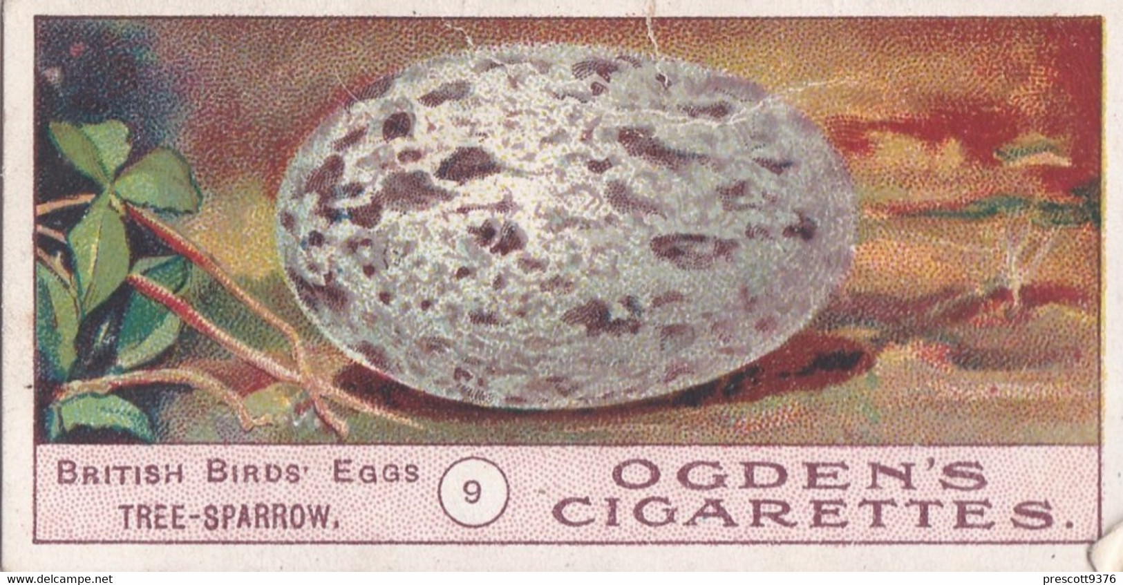 Birds Eggs 1908  - Ogdens  Cigarette Card - Original - Antique - 9 Tree Sparrow - Ogden's