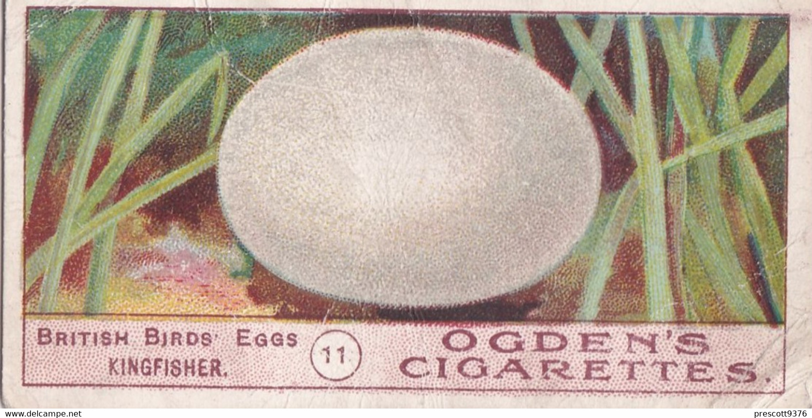 Birds Eggs 1908  - Ogdens  Cigarette Card - Original - Antique - 11 Kingfisher - Ogden's