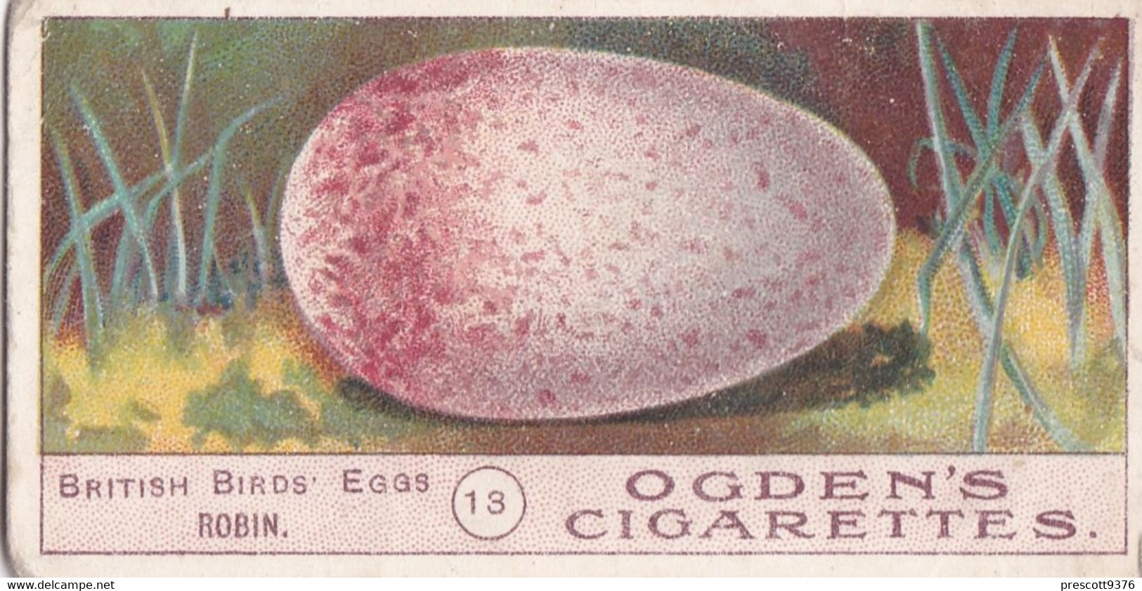 Birds Eggs 1908  - Ogdens  Cigarette Card - Original - Antique - 13 Robin - Ogden's