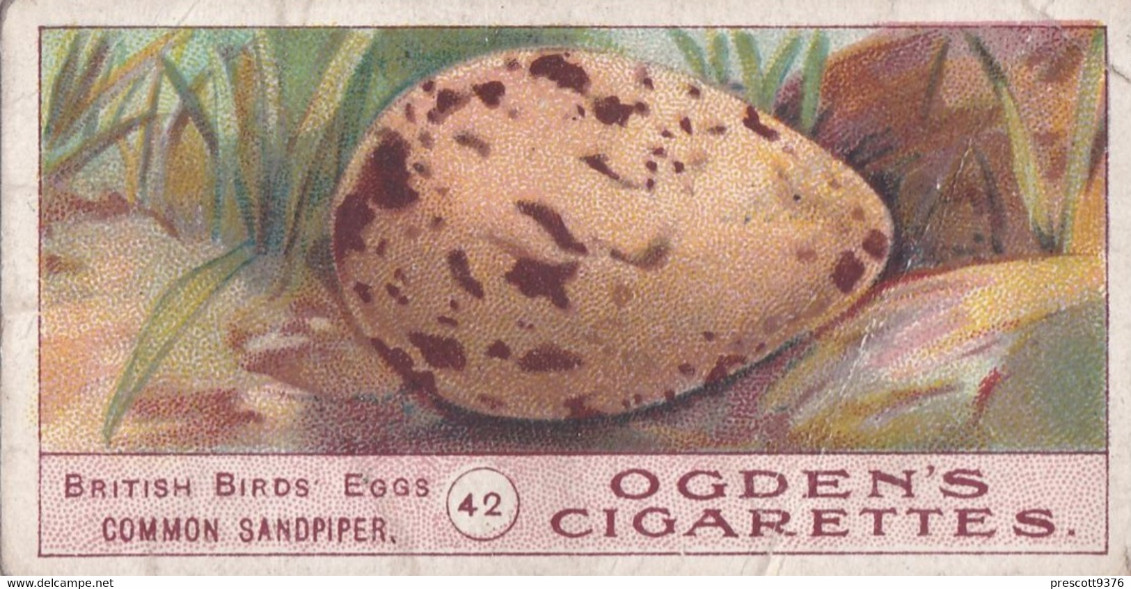 Birds Eggs 1908  - Ogdens  Cigarette Card - Original - Antique - 42 Common Sandpiper - Ogden's