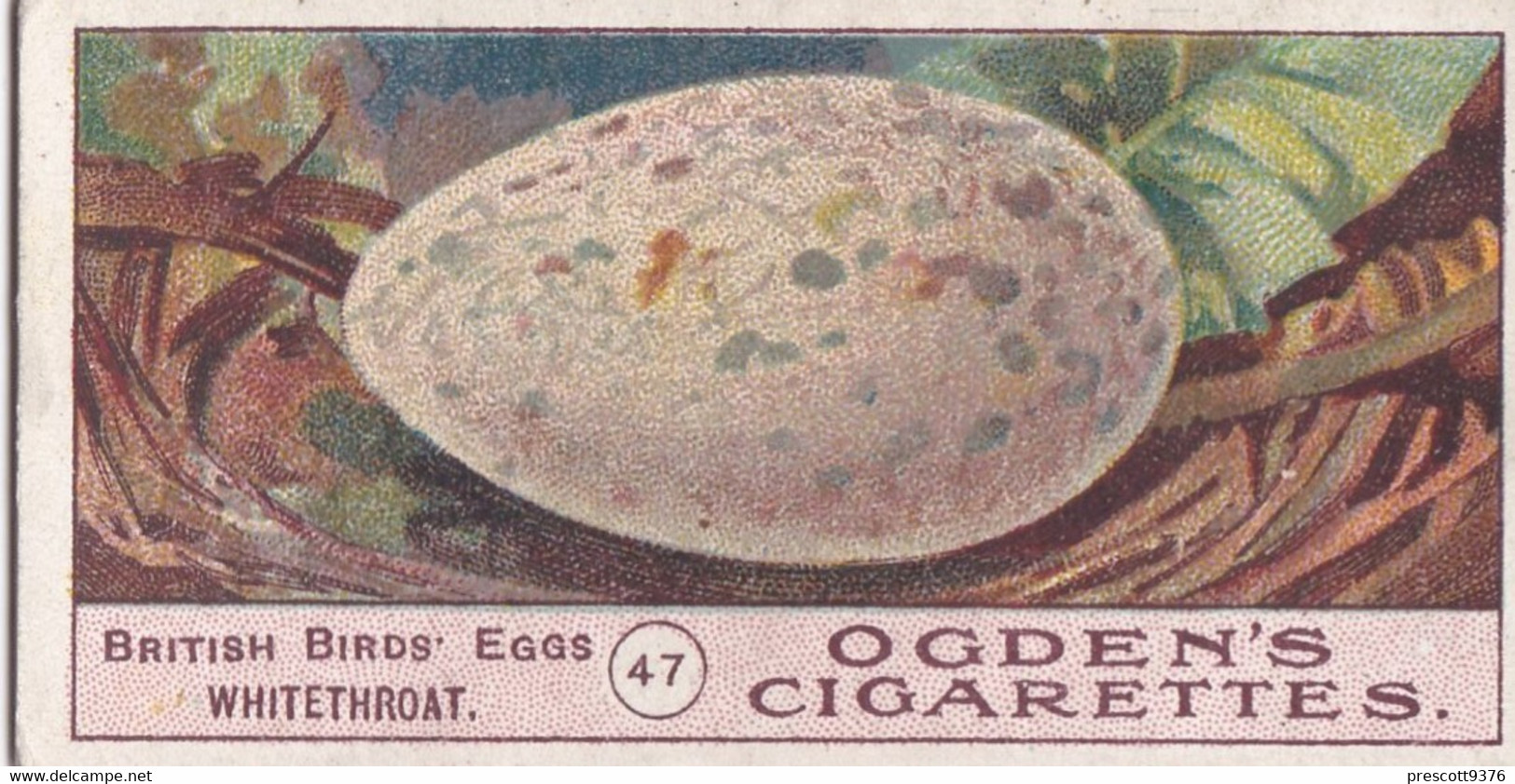 Birds Eggs 1908  - Ogdens  Cigarette Card - Original - Antique - 47 WhiteThroat - Ogden's