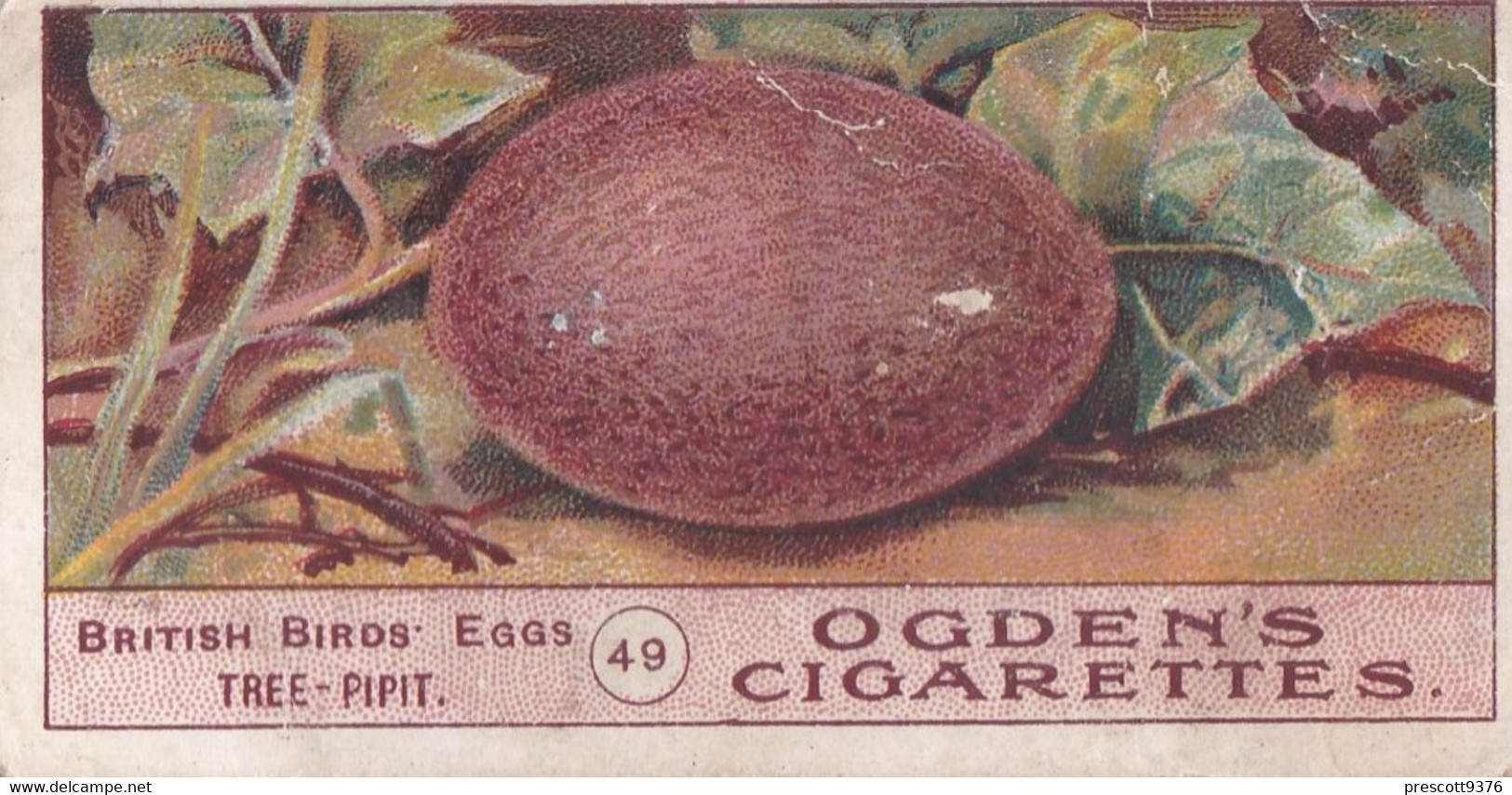 Birds Eggs 1908  - Ogdens  Cigarette Card - Original - Antique - 49 Tree Pipit - Ogden's