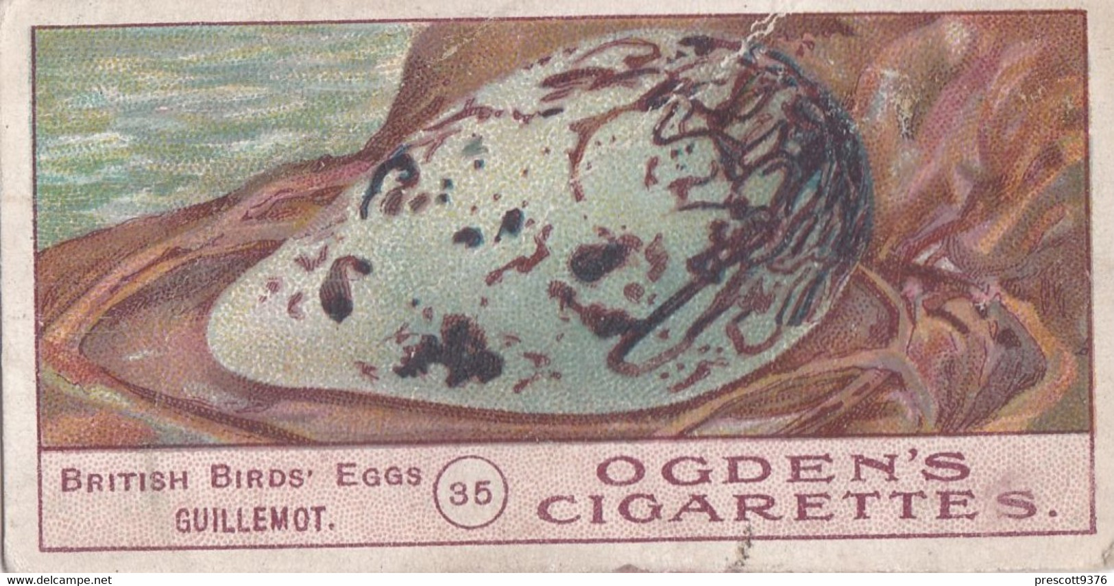 Birds Eggs 1908  - Ogdens  Cigarette Card - Original - Antique - 35 Guillemot - Ogden's