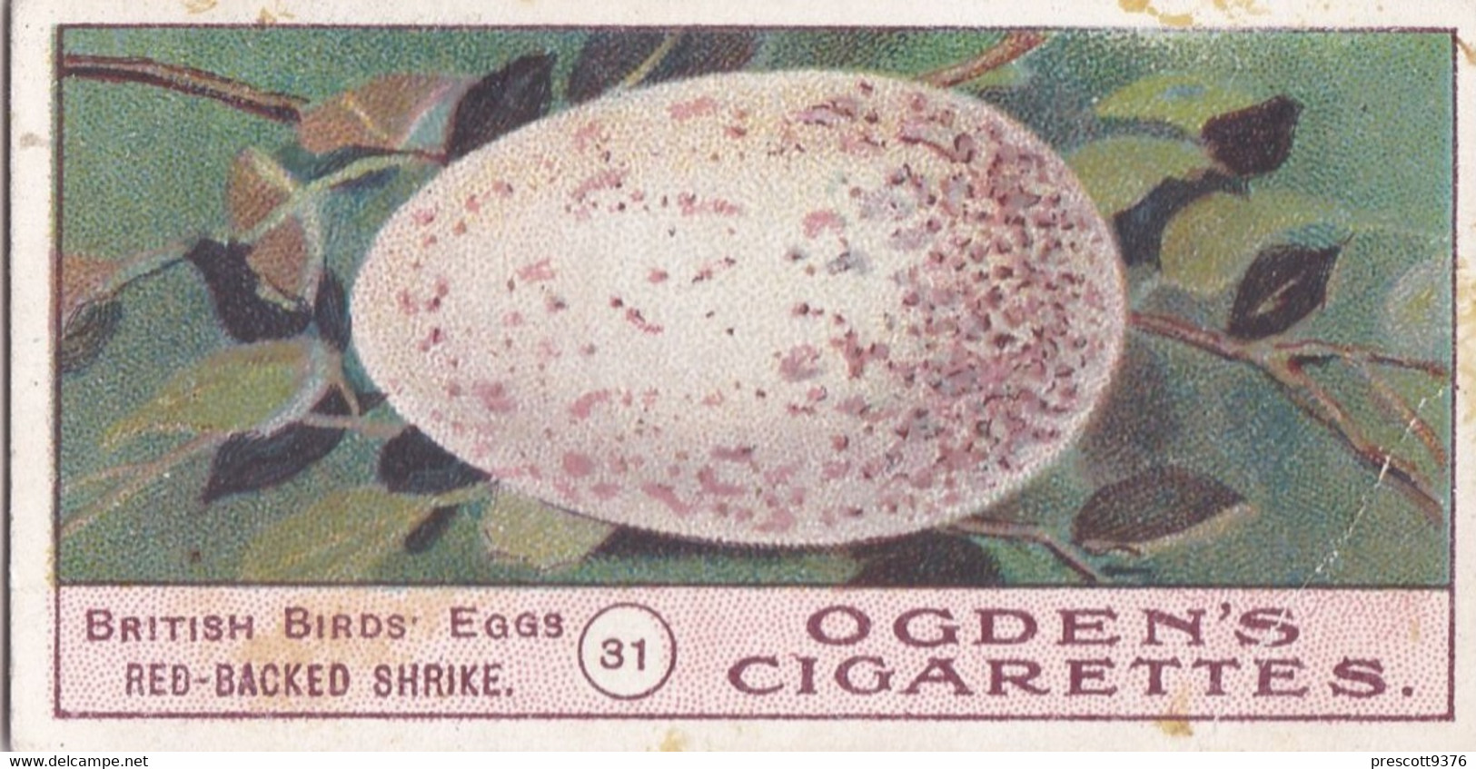 Birds Eggs 1908  - Ogdens  Cigarette Card - Original - Antique -  31 Red Backed Shrike - Ogden's