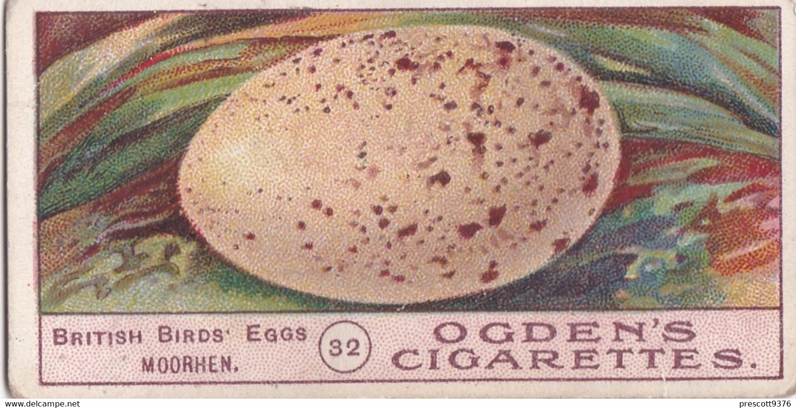 Birds Eggs 1908  - Ogdens  Cigarette Card - Original - Antique -  32 Moorhen - Ogden's