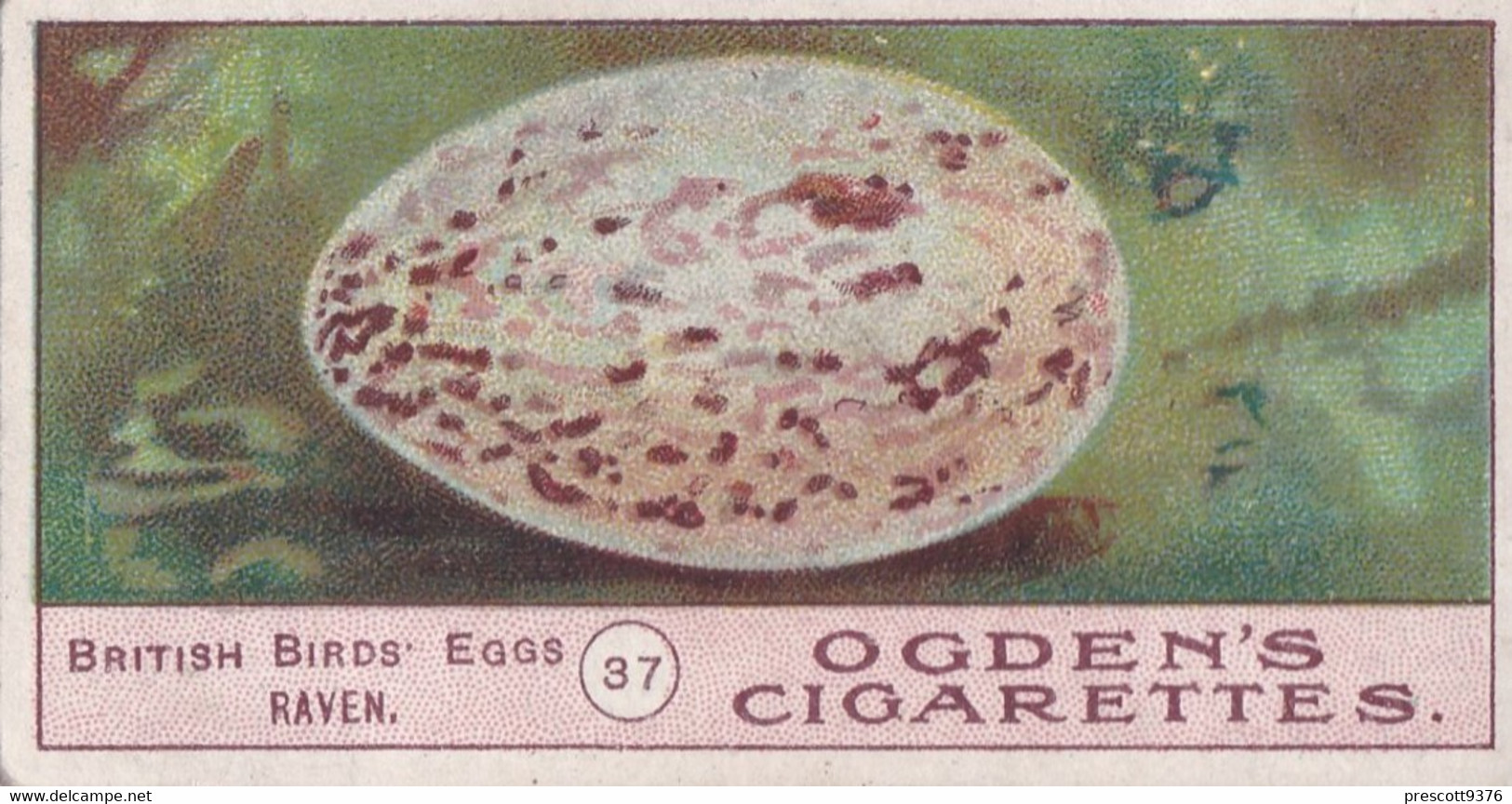 Birds Eggs 1908  - Ogdens  Cigarette Card - Original - Antique -  37 Raven - Ogden's