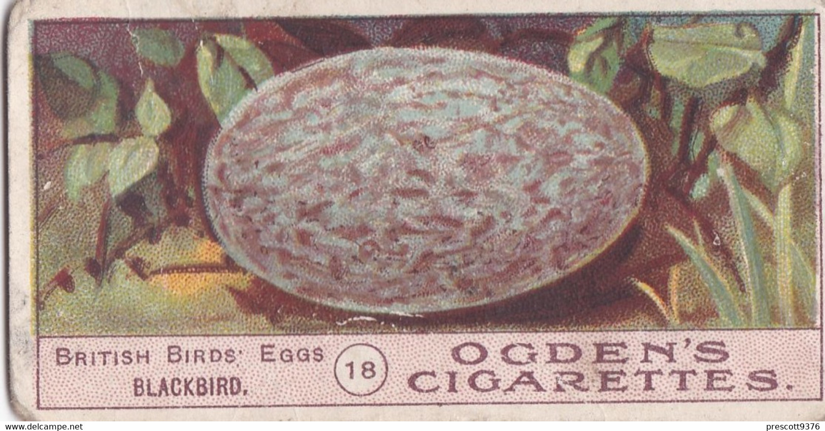 Birds Eggs 1908  - Ogdens  Cigarette Card - Original - Antique -  18 Blackbird - Ogden's