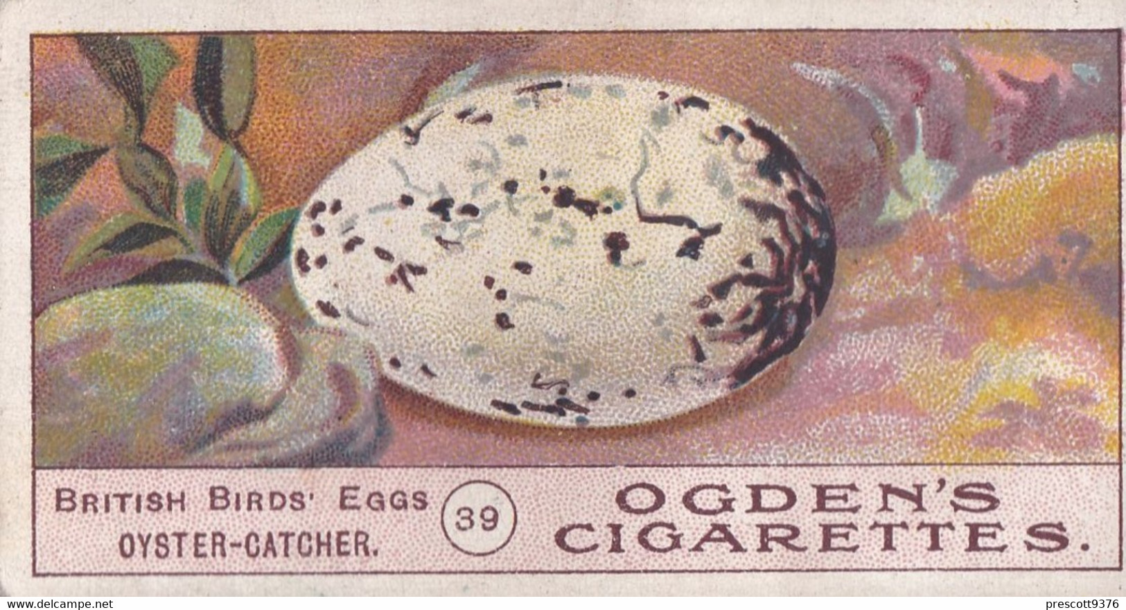 Birds Eggs 1908  - Ogdens  Cigarette Card - Original - Antique -  39 Oyster Catcher - Ogden's