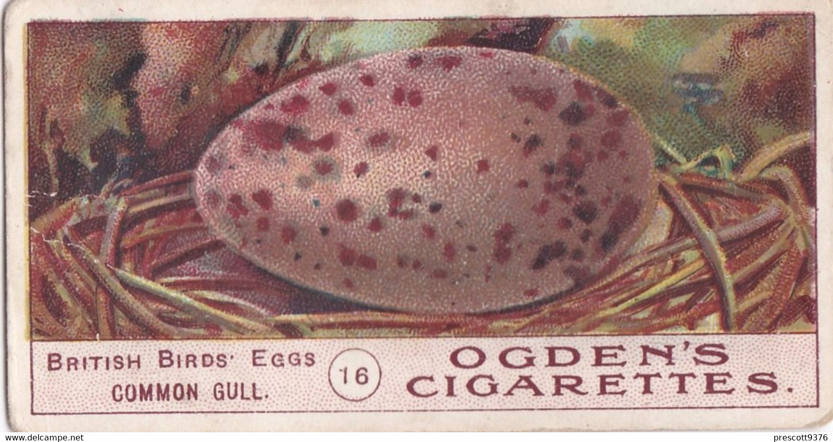 Birds Eggs 1908  - Ogdens  Cigarette Card - Original - Antique -  16 Common Gull - Ogden's