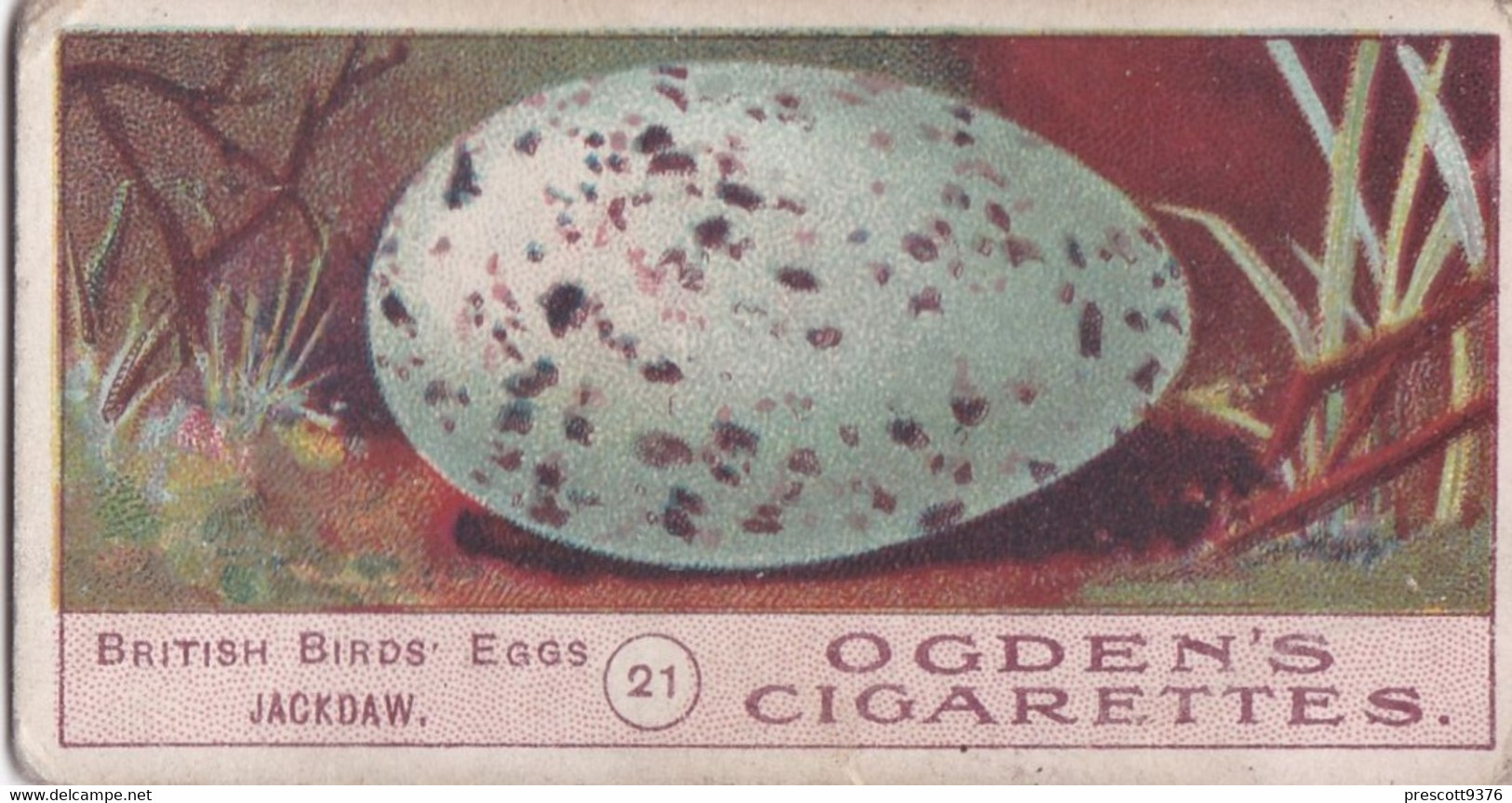 Birds Eggs 1908  - Ogdens  Cigarette Card - Original - Antique -  21 Jackdaw - Ogden's