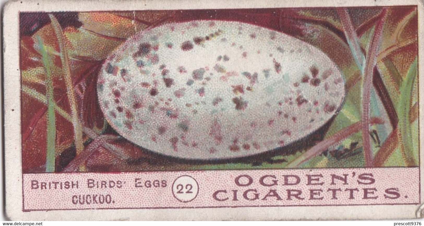 Birds Eggs 1908  - Ogdens  Cigarette Card - Original - Antique -  22 Cuckoo - Ogden's