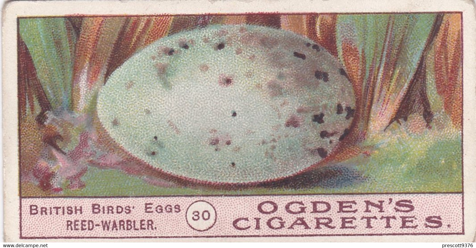 Birds Eggs 1908  - Ogdens  Cigarette Card - Original - Antique -  30 Reed Warbler - Ogden's