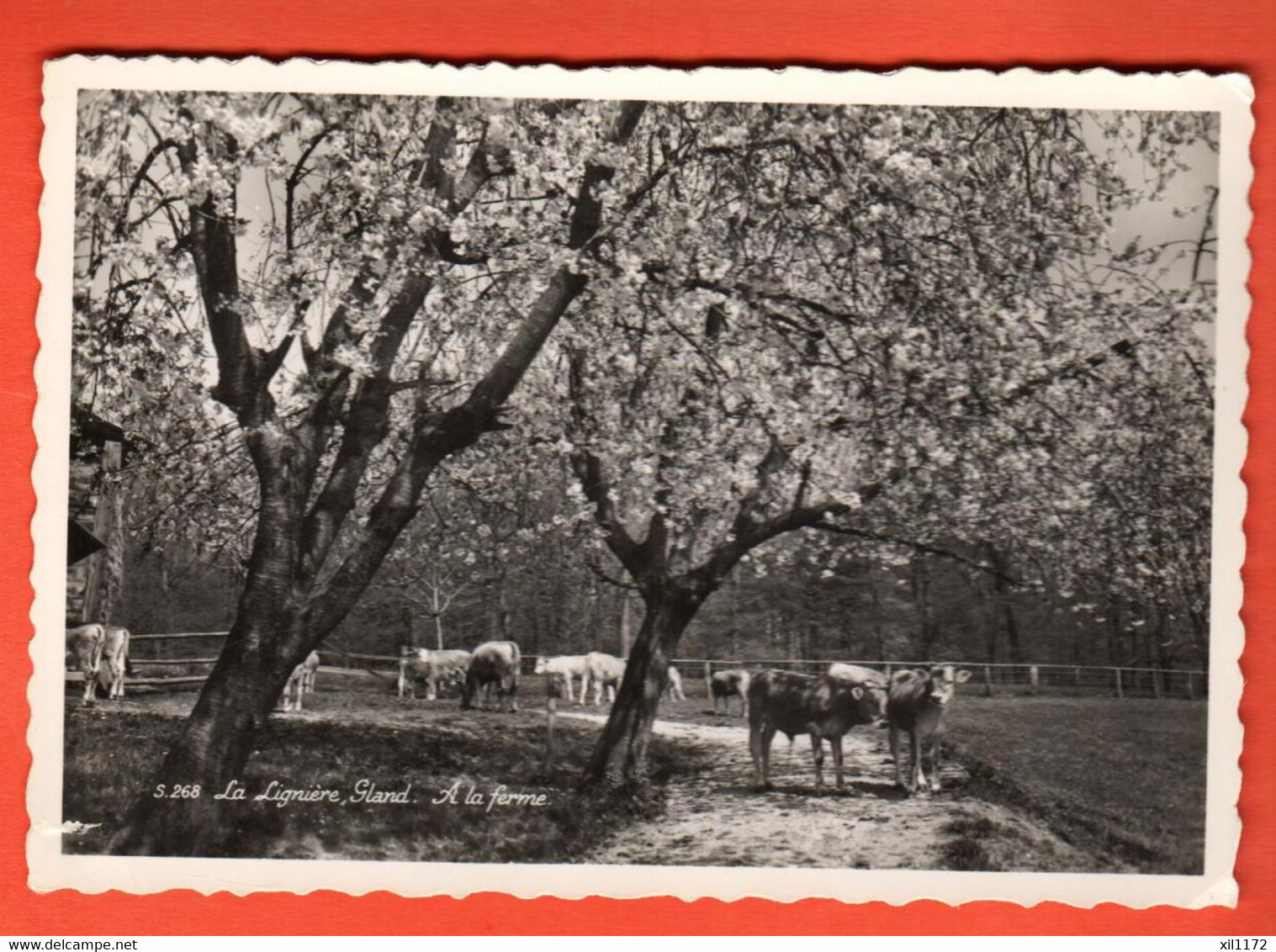 ZQA-06 Gland Ferme De L'hôpital De La Lignière, Troupeau De Vaches Et Cerisiers En Fleurs. Circulé 1952. Perrochet S. 26 - Gland