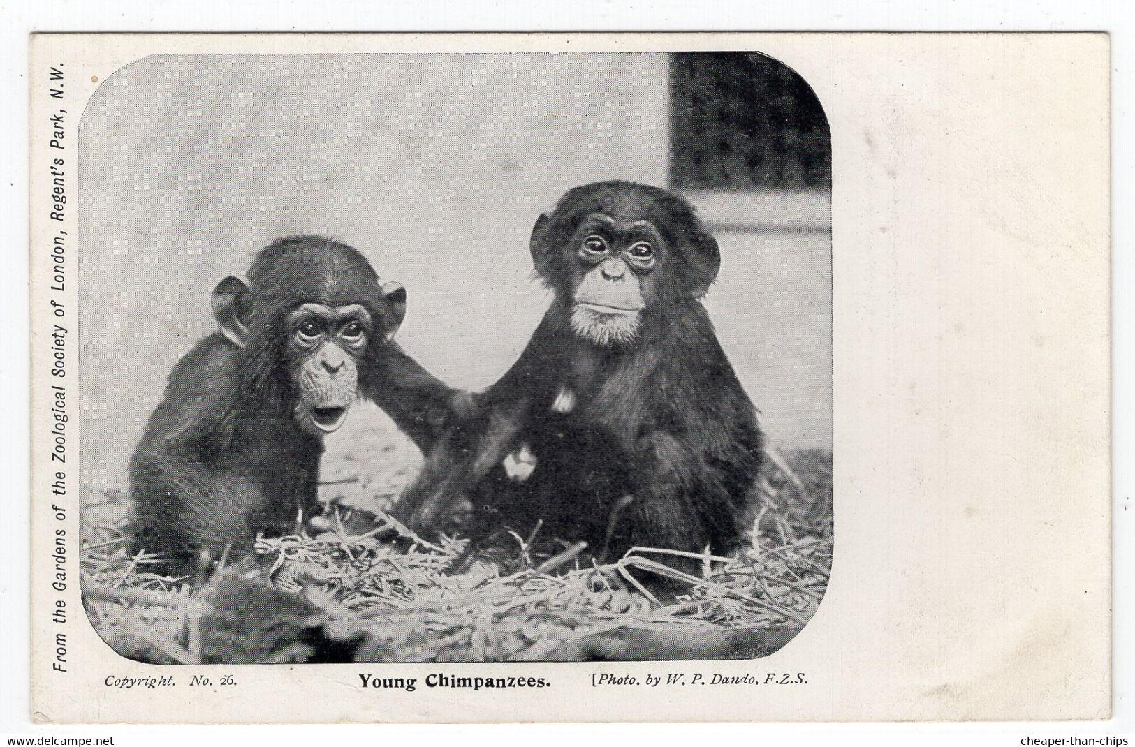 ZOOLOGICAL SOCIETY OF LONDON - Young Chimpanzees - Photo. Dando - Oiseaux