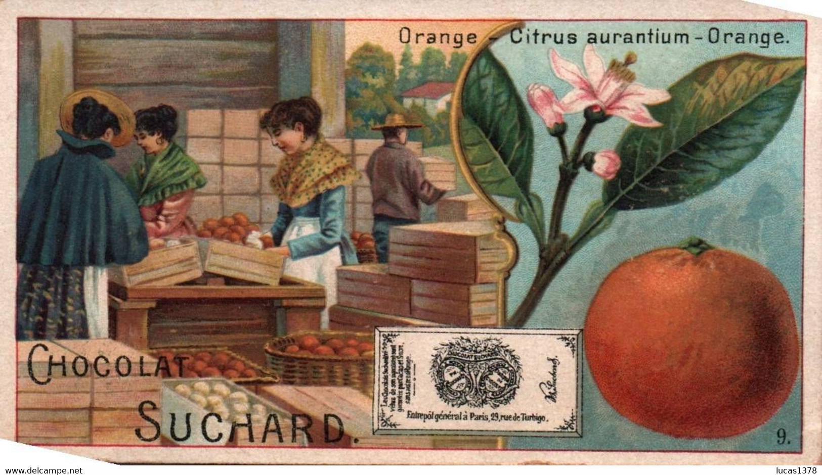 JOLIE CHROMO / CHOCOLAT  SUCHARD /  SERIE 140 / ORANGE / 9 - Van Houten