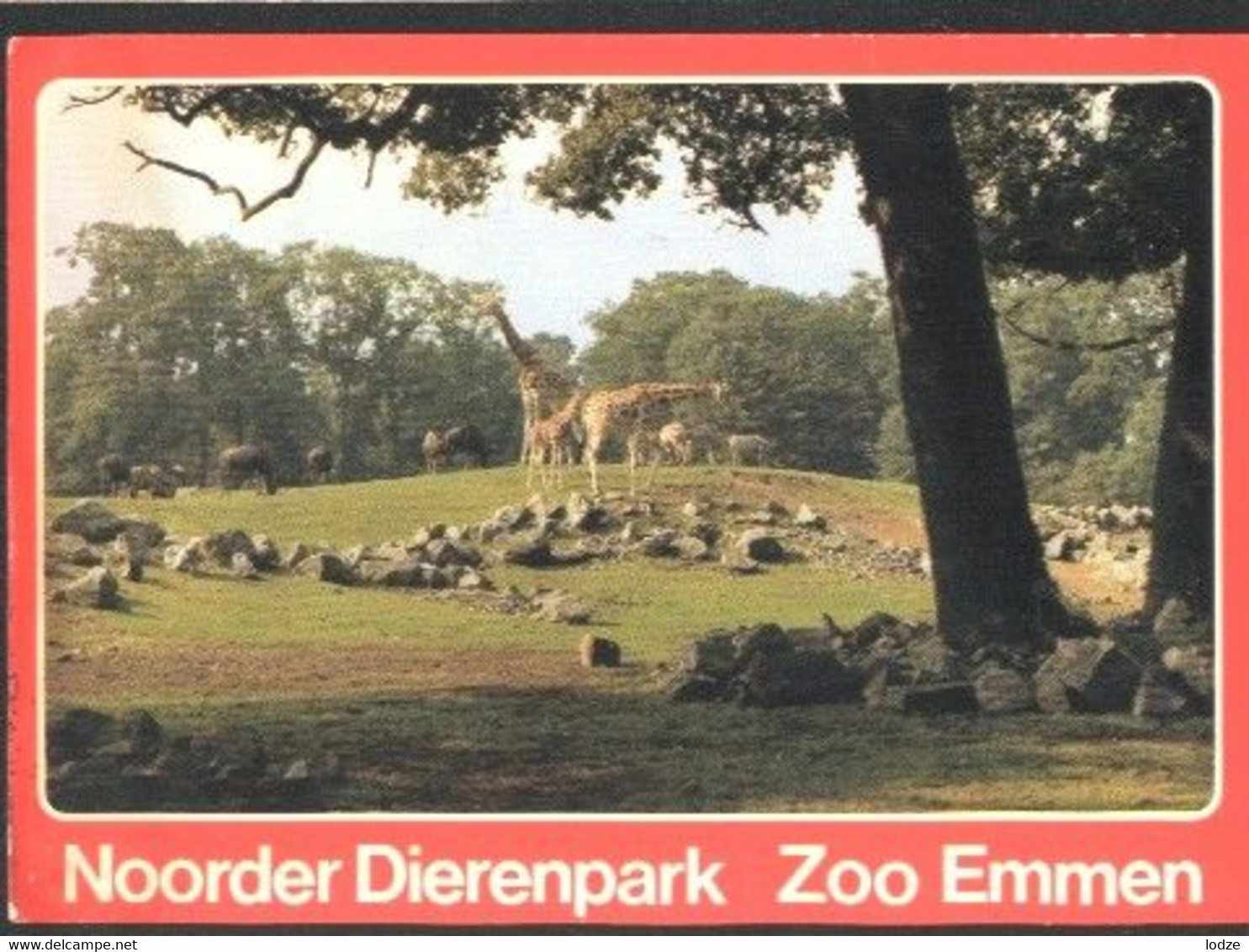 Nederland Holland Pays Bas Emmen Giraffes In Dierenpark Zoo - Emmen