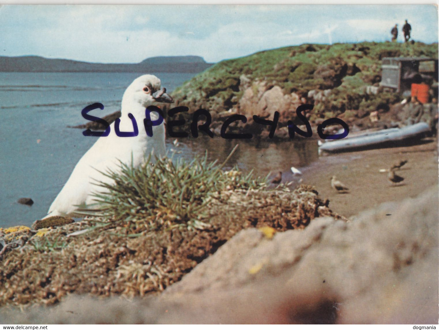 TAAF TERRE AUSTRALES N° 35 KERGUELEN CHIONIS ET SKUAS ILE LONGUE BAIE DU MORBIHAN - TAAF : Territori Francesi Meridionali