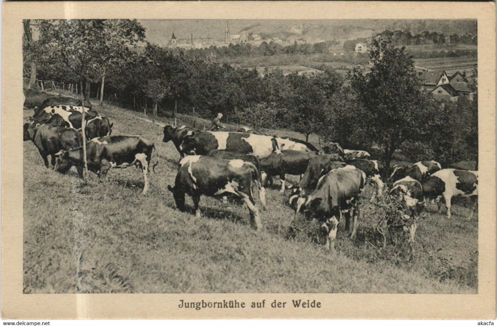 CPA AK BAD SOBERNHEIM Jungbornkuhe Auf Der Weide GERMANY (1162085) - Bad Sobernheim