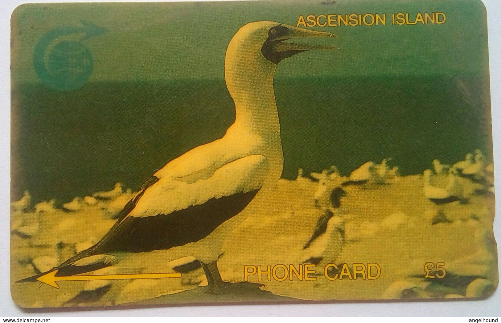 Ascension 5 Pounds 4CASA White Booby Bird - Ascension (Insel)